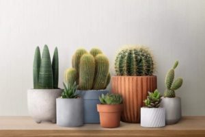 Arredare con i cactus