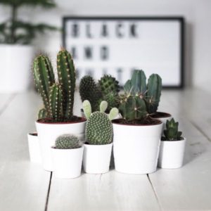 Arredare con i cactus