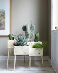 Arredare con i cactus